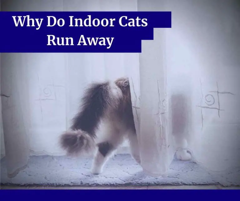 Why Do Indoor Cats Run Away [17 Reasons]