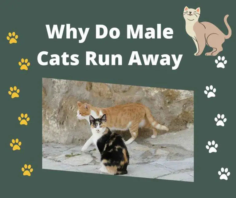 Why Do Male Cats Run Away [6 Reasons]