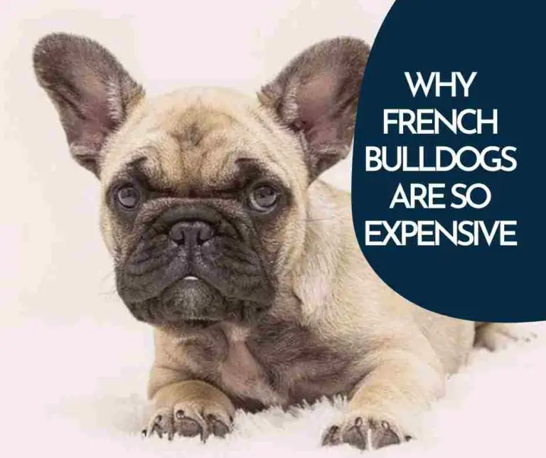 11 Top Reasons Why French Bulldogs Are So Expensive