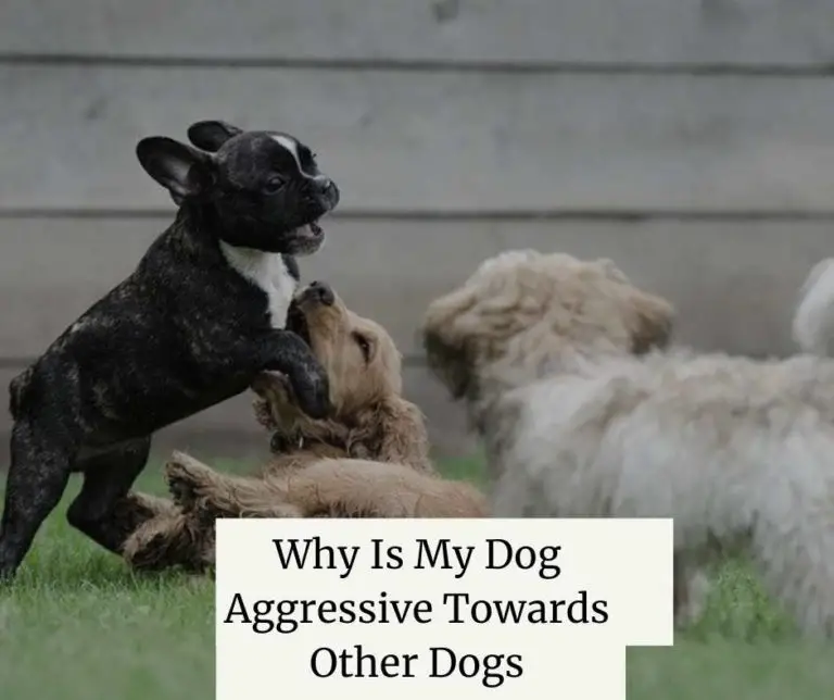 Why Is My Dog Aggressive Towards Other Dogs [8 Reasons]