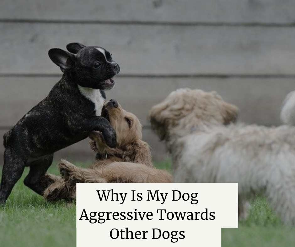 why-is-my-dog-aggressive-towards-other-dogs-8-reasons-solutions