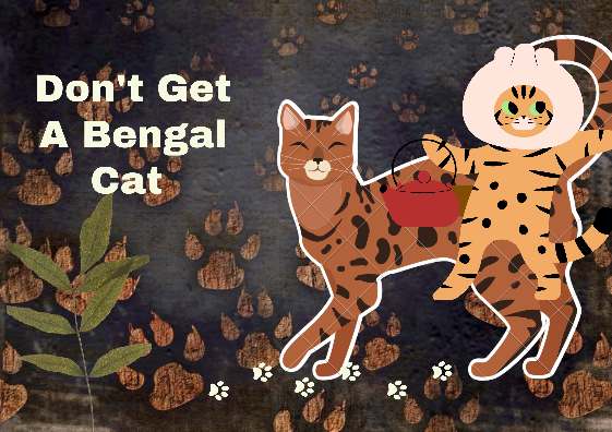 don't get a bengal cat
