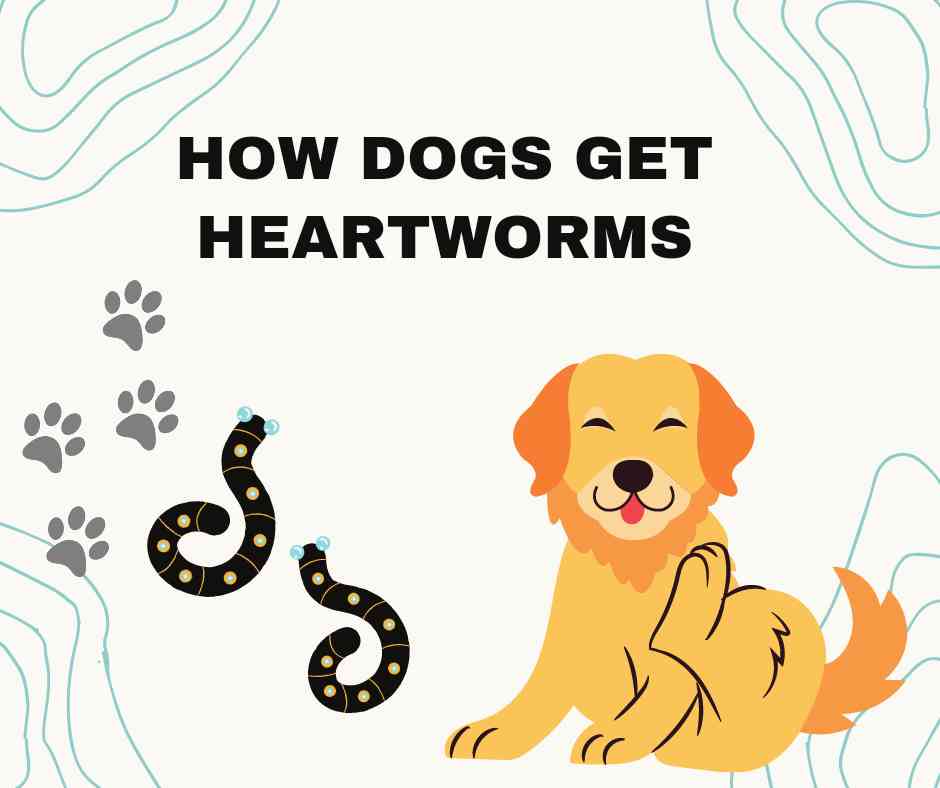 How dogs get heartworm