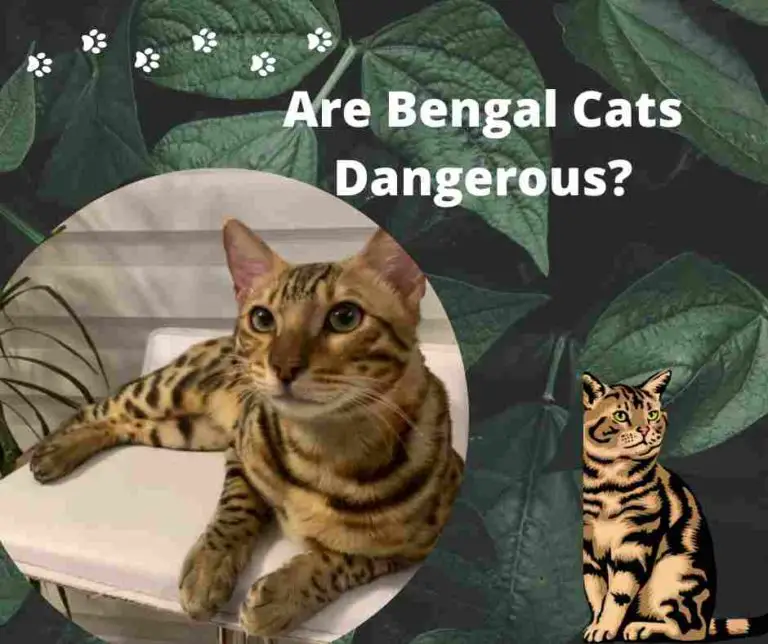 Are Bengal Cats Dangerous: Tips To Live Happy With Bengals