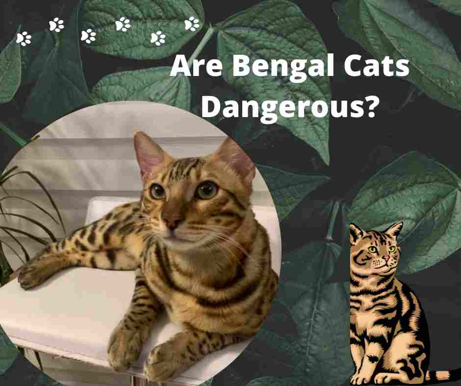 Are Bengal Cats Dangerous