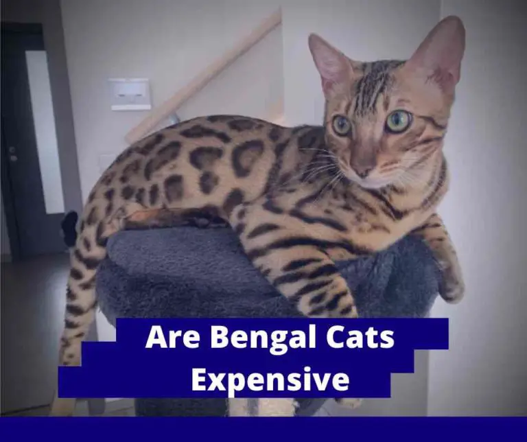 Are Bengal Cats Expensive: 6 Factors That Affect Price