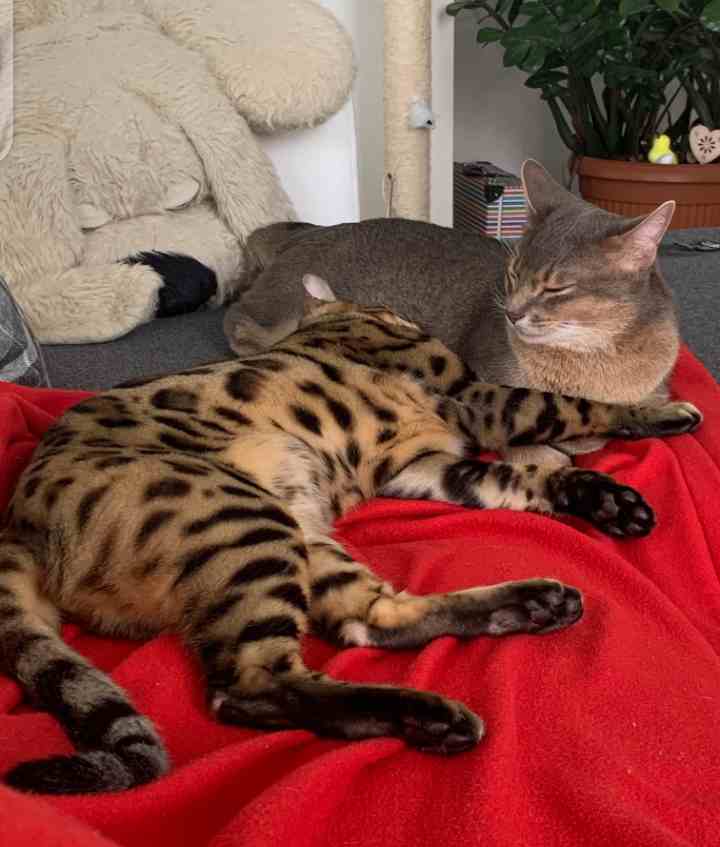 Bengal cat gets along with other cats