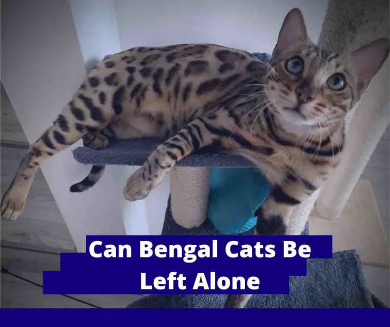 Can Bengal Cats Be Left Alone: 7 Tips To Keep Them Busy