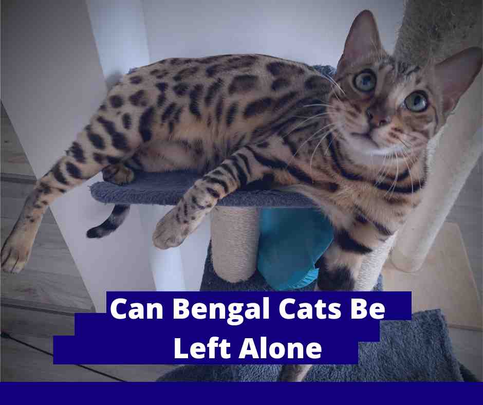 Can Bengal Cats Be Left Alone