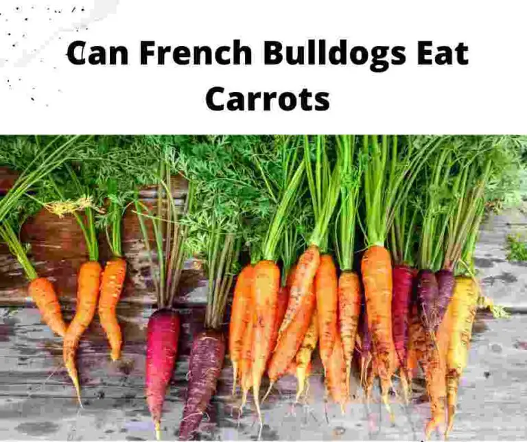 Can French Bulldogs Eat Carrots: How To Feed & 7 Benefits