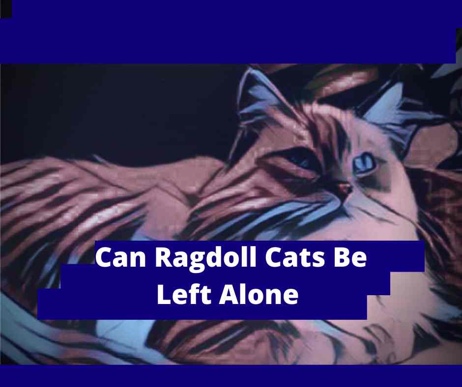 Can Ragdoll Cats Be Left Alone