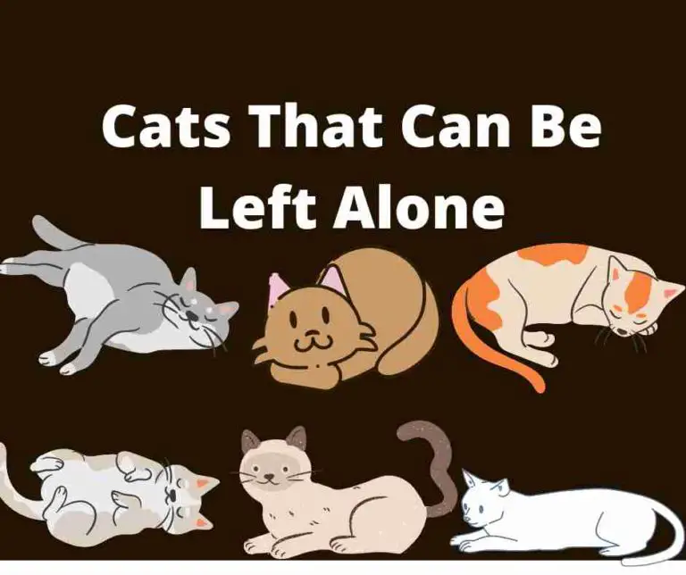 8 Top Breeds of Cats That Can Be Left Alone For 8 to 14 Hours