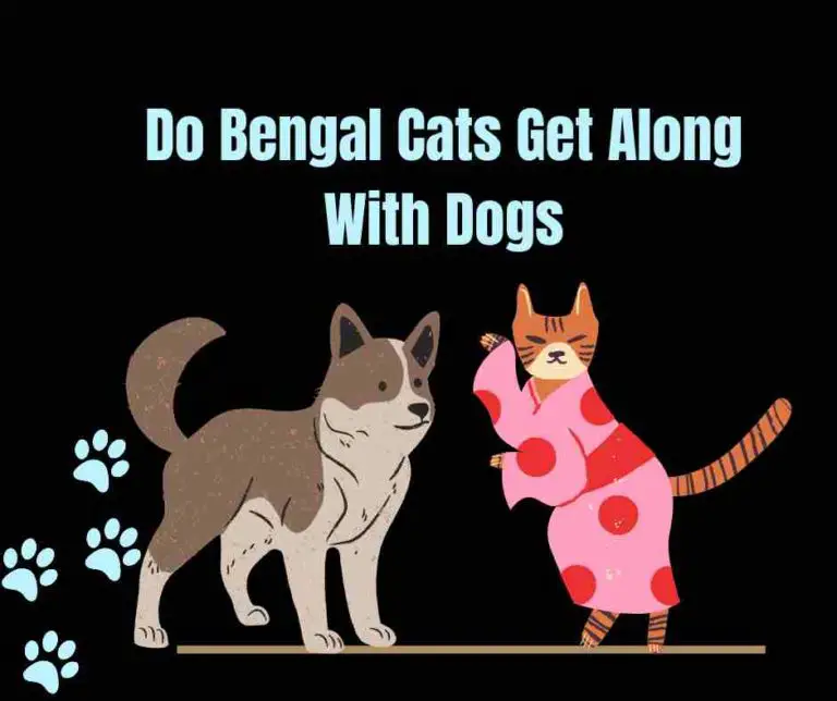 Do Bengal Cats Get Along With Dogs: 5 Steps To Introduce Both