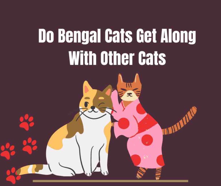 Do Bengal Cats Get Along With Other Cats: 100 Owners Case Study