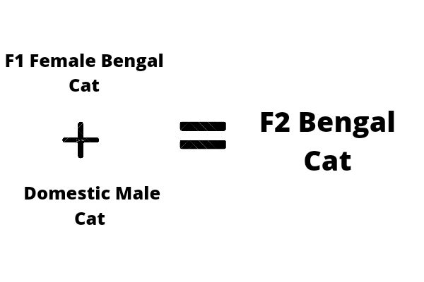 F2 Bengal cat breeding