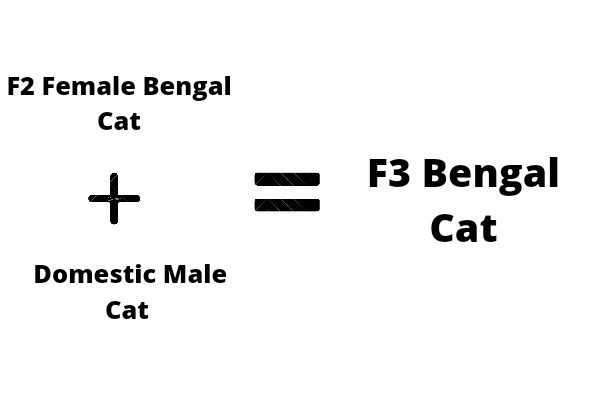 F3 Bengal cat breeding