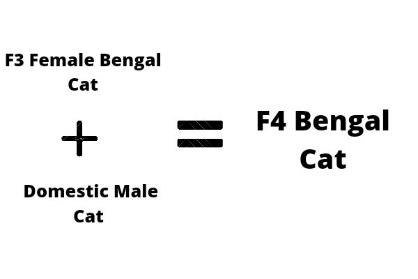 F4 Bengal cat breeding