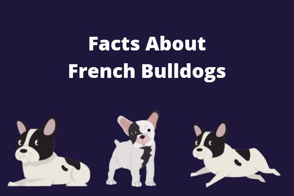 Facts About French Bulldogs