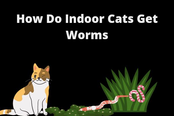 How Do Indoor Cats Get Worms