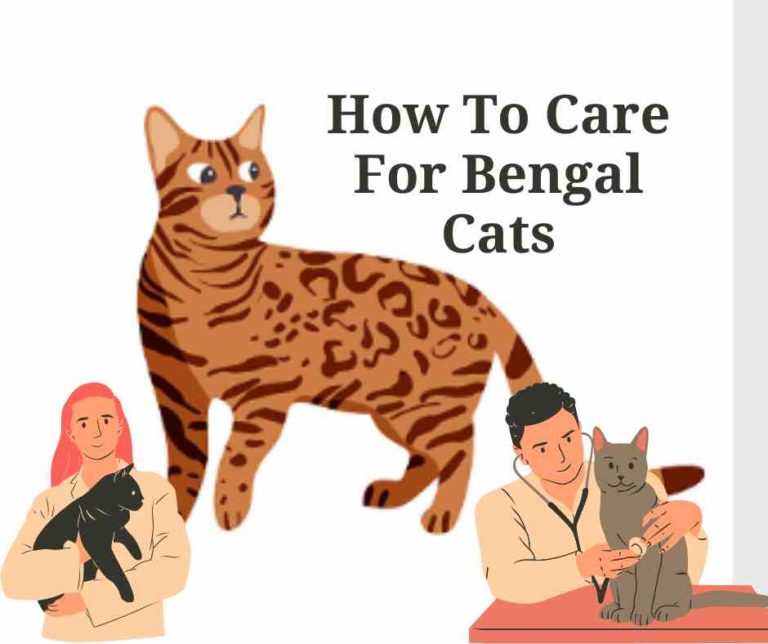 How To Care For Bengal Cats: 18 Best Practical Guide