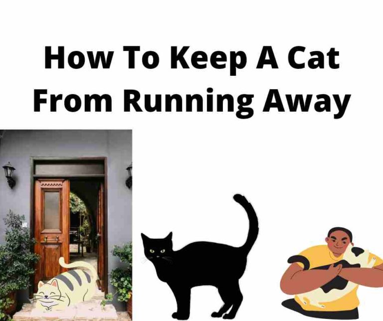 How To Keep A Cat From Running Away: 13 Simple Ways