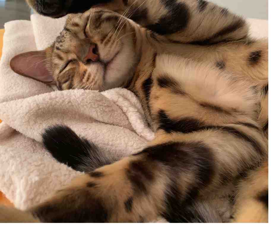 How long can you leave a Bengal cat alone