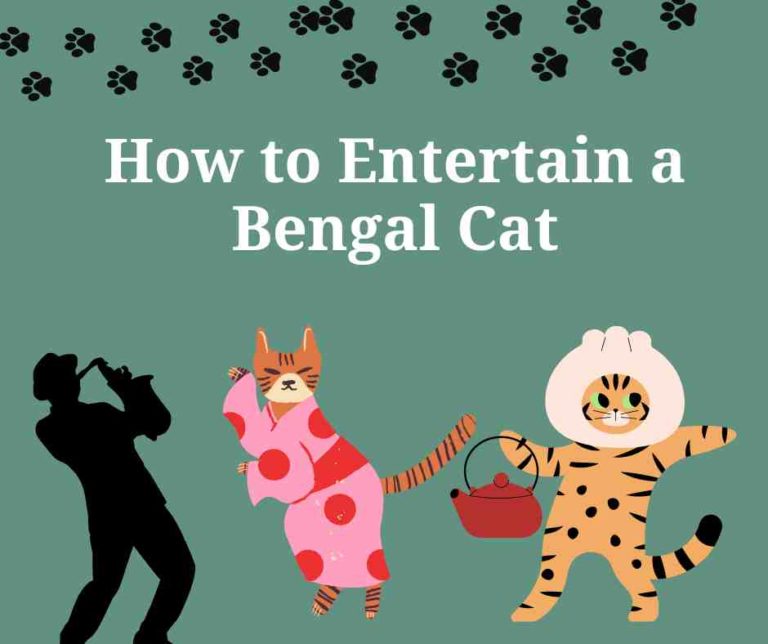 How to Entertain a Bengal Cat: 15 Proven Ways