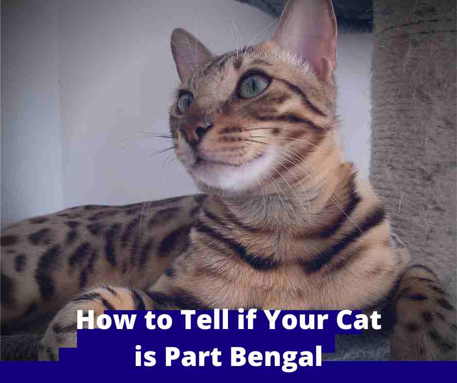 How to Tell if Your Cat is Part Bengal