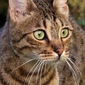 How to identify a purebred Bengal cat