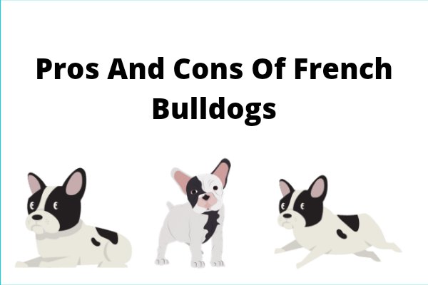 Pros And Cons Of French Bulldogs