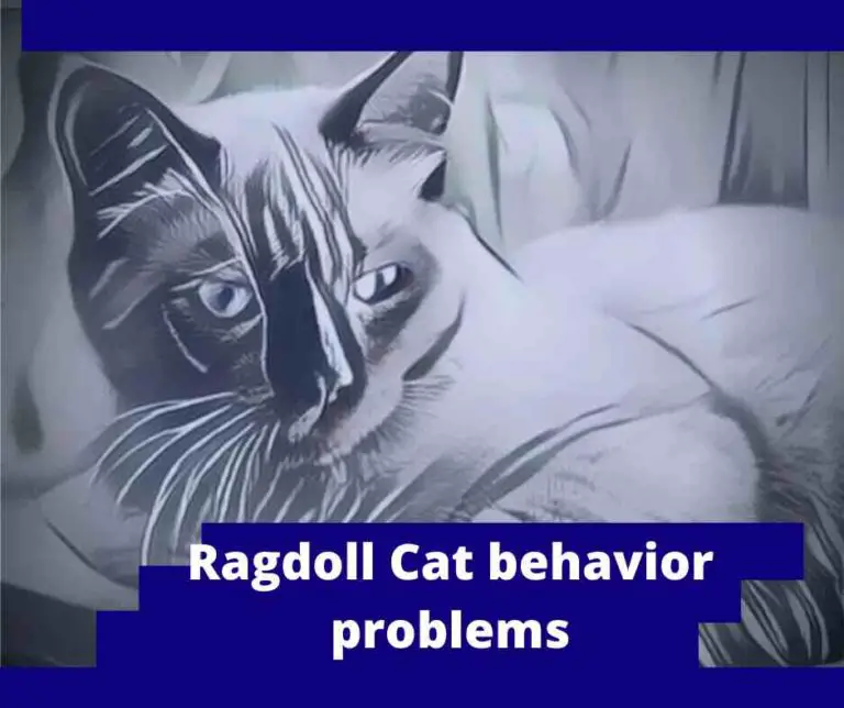 12 Ragdoll Cat behavior problems You Should Know