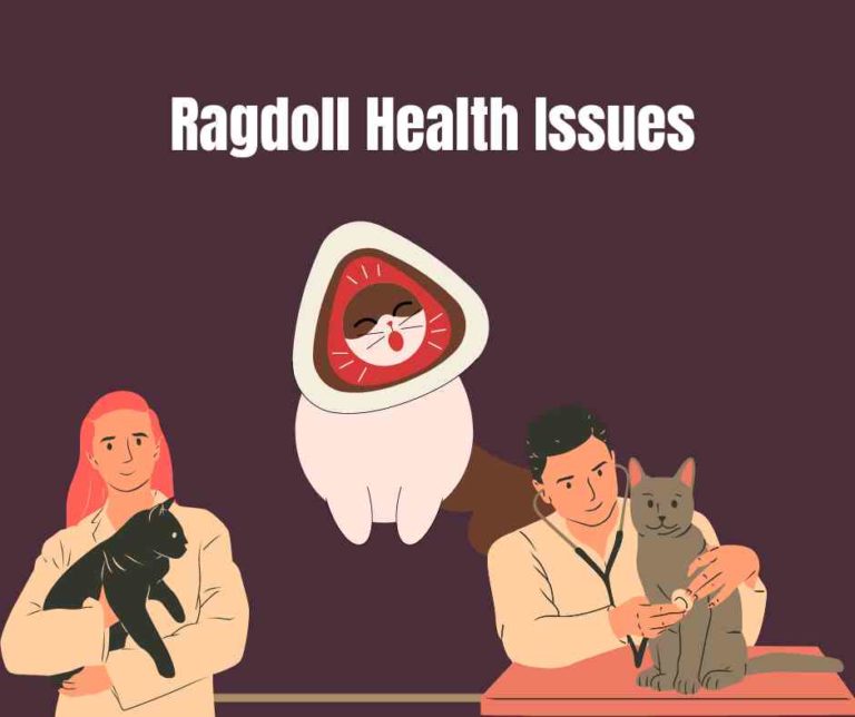 Ragdoll Health Issues