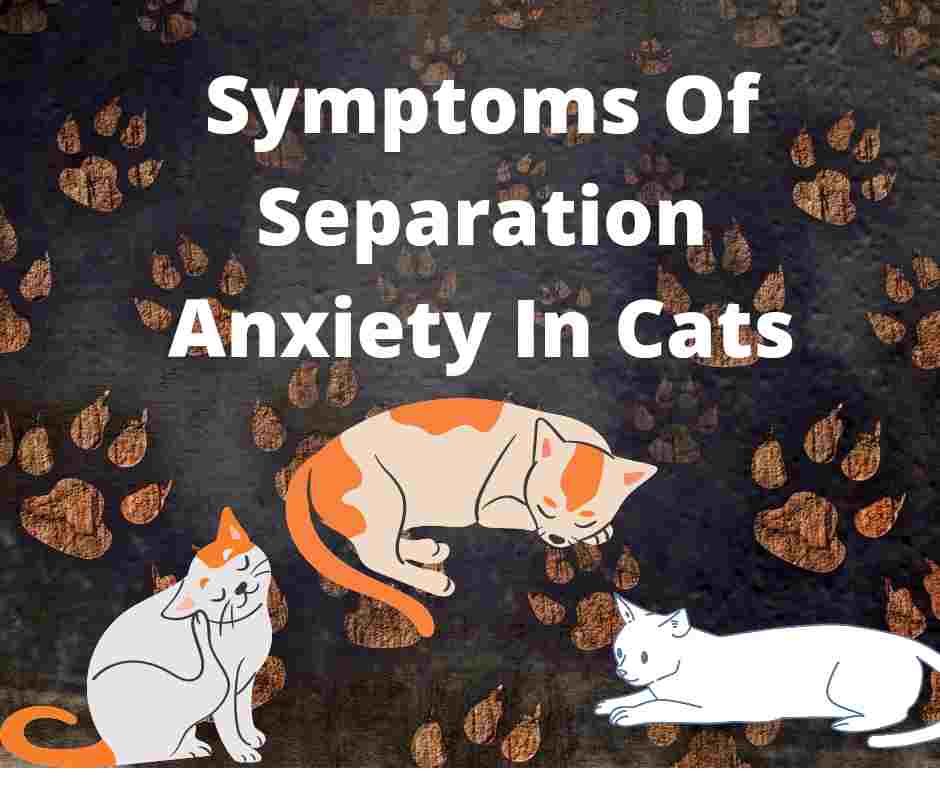 15-symptoms-of-separation-anxiety-in-cats-10-causes