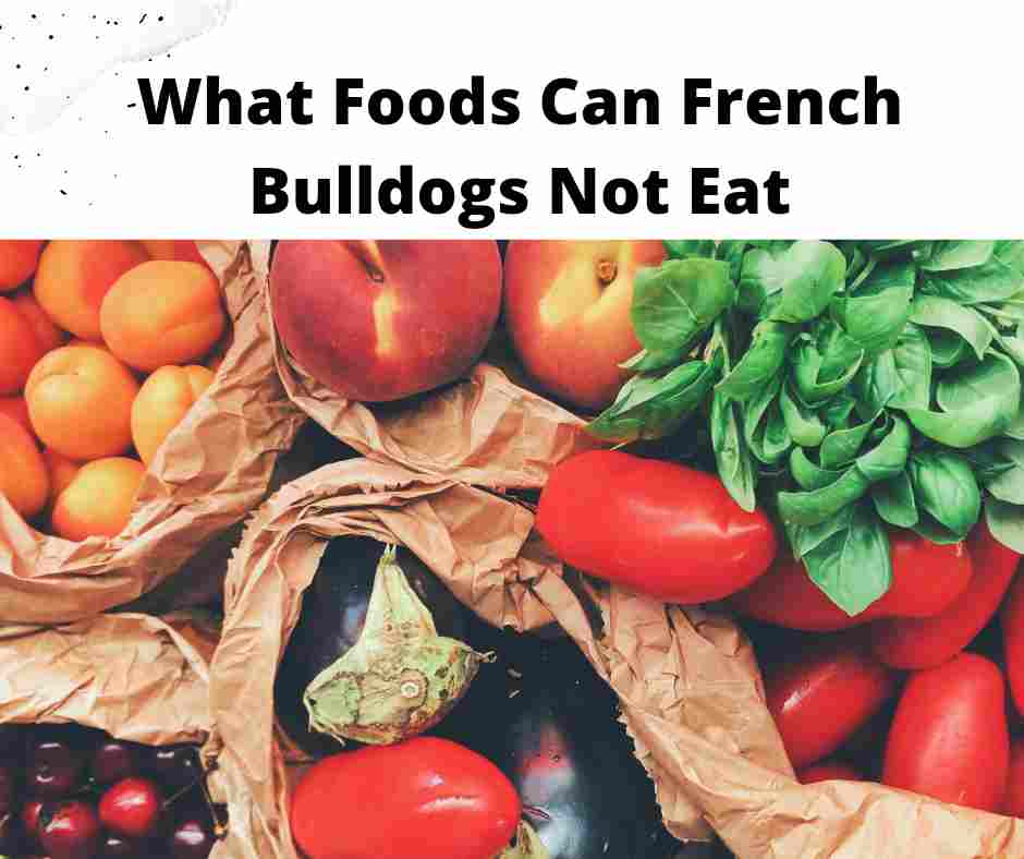 buying-french-bulldog-food-and-creating-an-eating-schedule