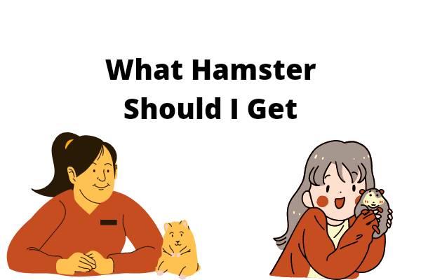 What Hamster Should I Get