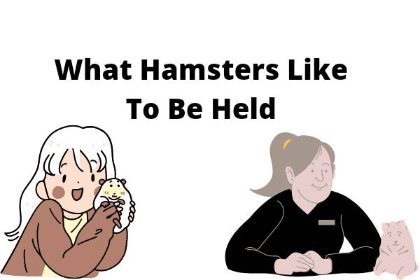 What Hamsters Like To Be Held