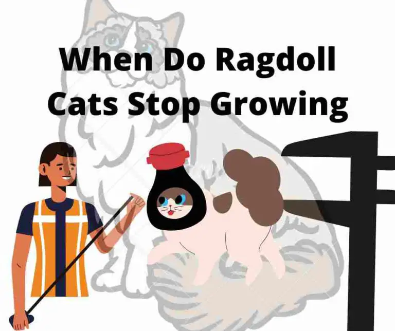 When Do Ragdoll Cats Stop Growing: Growth Factors & More