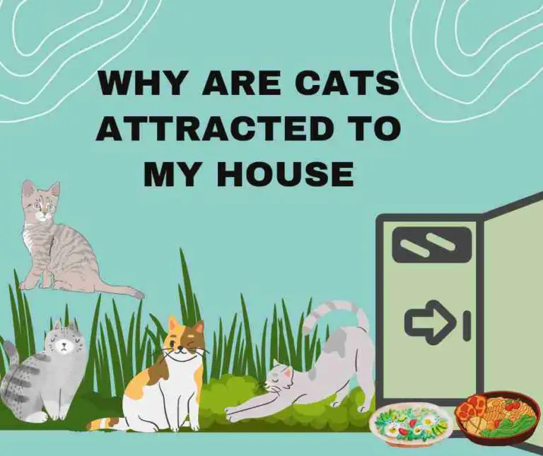 Why Are Cats Attracted To My House [8 Reasons]