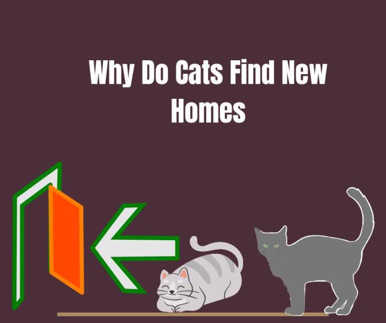 Why Do Cats Find New Homes: 10 Reasons To Note