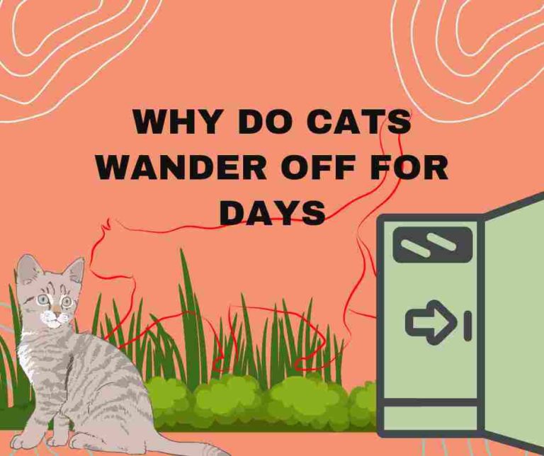 Why Do Cats Wander Off For Days: 12 Reasons To Note