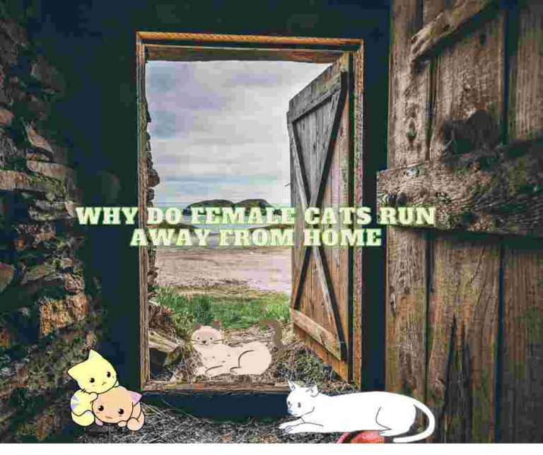 Why Do Female Cats Run Away From Home: 8 Reasons & Solutions