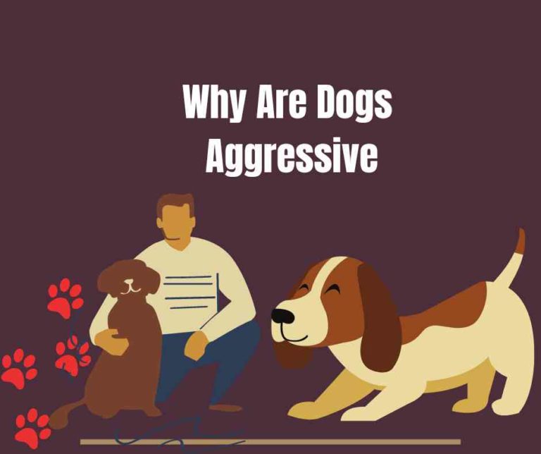 Why are dogs aggressive