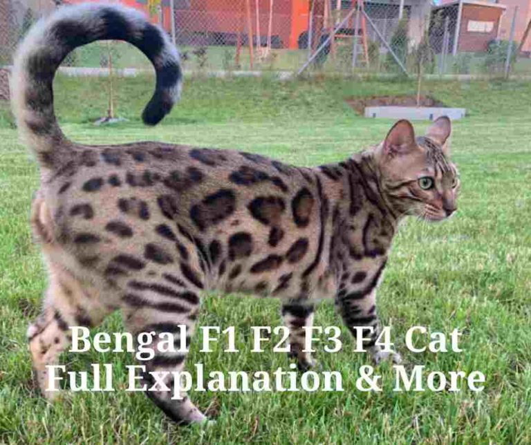 Bengal F1 F2 F3 F4 Cat Full Explanation