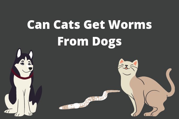 Can Cats Get Worms From Dogs