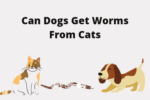 Can Dogs Get Worms From Cats