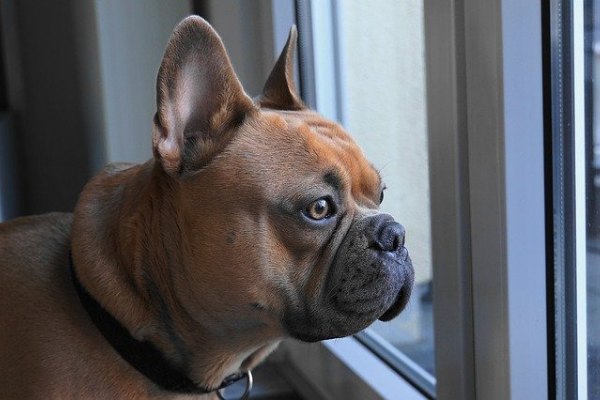 Can French Bulldogs Be Left Alone