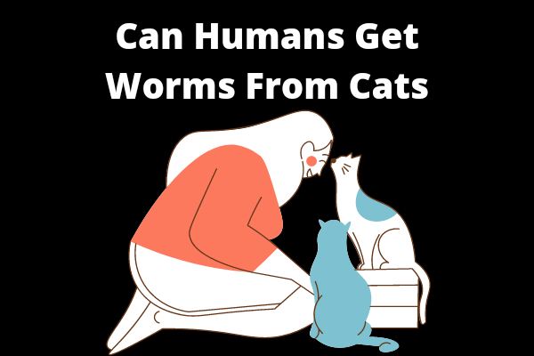 Can Humans Get Worms From Cats