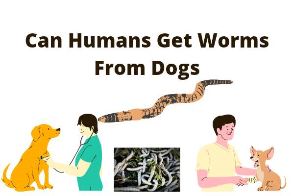 Can Humans Get Worms From Dogs: 7 Ways You Can Get Worms