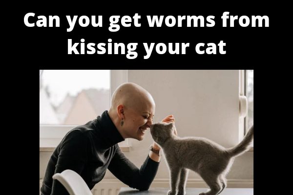 Can you get worms from kissing your cat