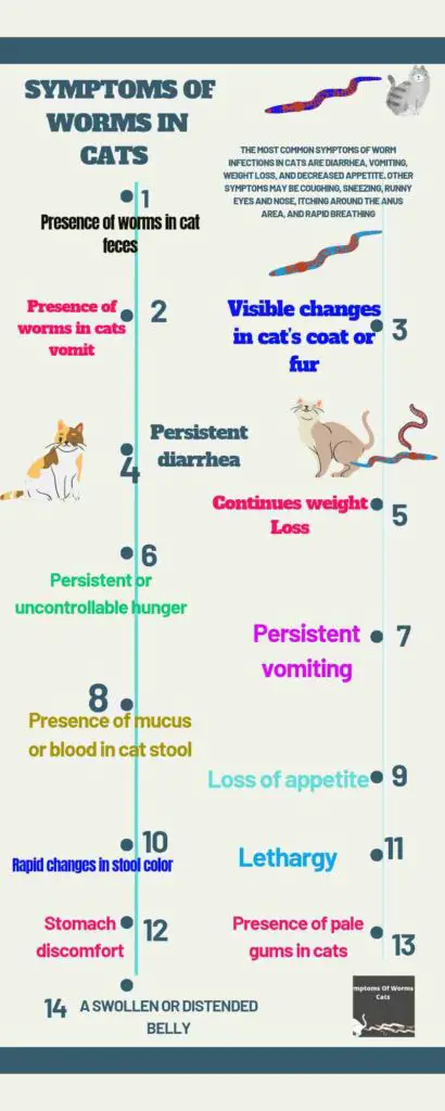 Common Symptoms Of Worms In Cats